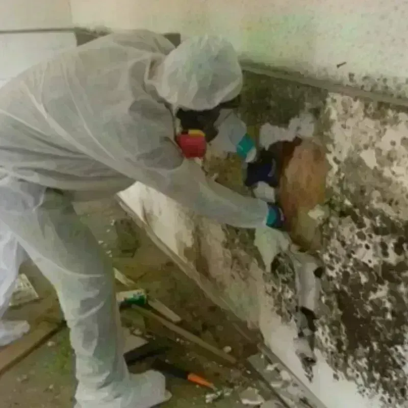 Mold Remediation and Removal in Union County, SD